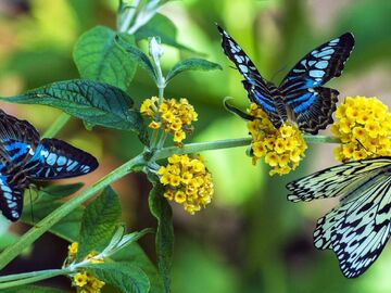 Konya Şeb-i Arus Turu / 10 Aralık