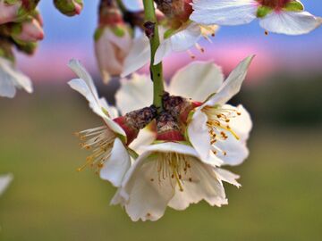 Datça Badem Çiçeği Festivali 2026