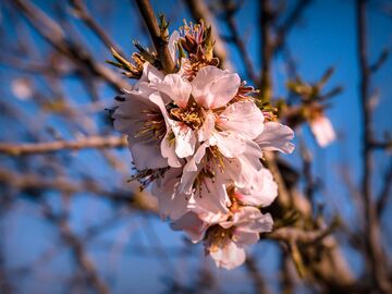                                      Günübirlik Datça Badem Çiçeği Festivali Turu