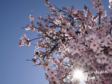                                      Günübirlik Datça Badem Çiçeği Festivali Turu