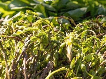 Bodrum Acı Ot Festivali 