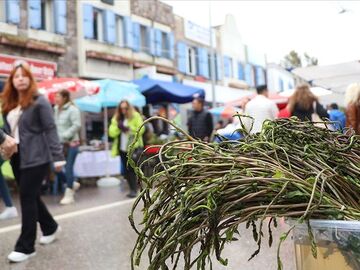 Günübirlik Bodrum Acı Ot Festivali Turu