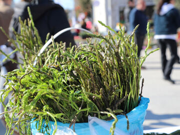 Bodrum Acı Ot Festivali 