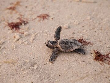 Kurban Bayramı Özel Saklıkent - Dalyan - Marmaris - Datça Turu