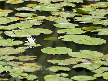 Şile - Ağva - İznik Turu