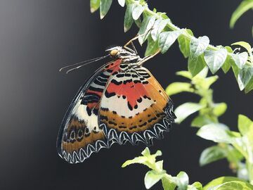 Konya Lale Bahçeleri Turu