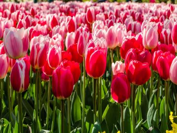Konya Lale Bahçeleri Turu