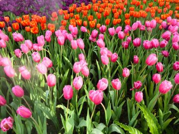 Konya Lale Bahçeleri Turu