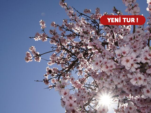 Datça Badem Çiçeği Festivali 2026