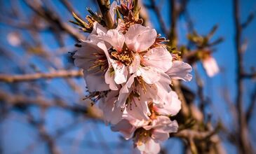                                      Günübirlik Datça Badem Çiçeği Festivali Turu