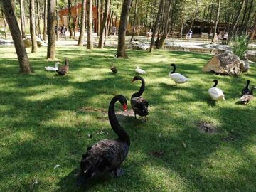 Sapanca'dan Safranbolu'ya !